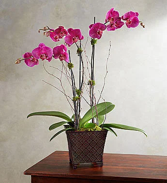 charming-Magenta-Orchid-garden-1.jpg