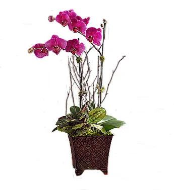 charming-Magenta-Orchid-garden.jpg