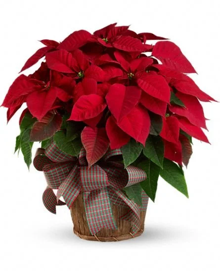 Large Red Poinsettia.jpg