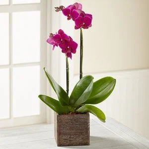 Stunning Double Stem Orchid.jpg
