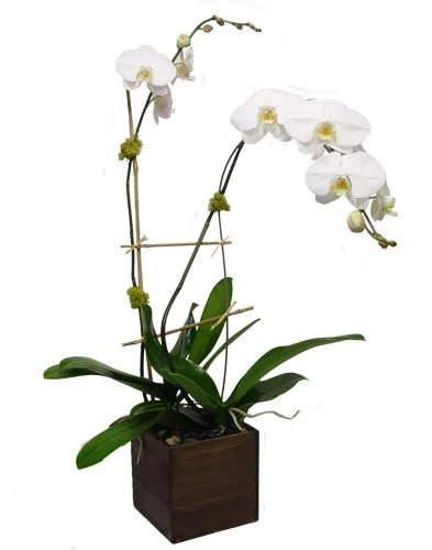 Two Single Stems Orchids.jpg