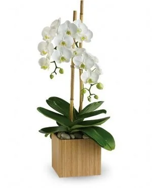 Opulent Orchids.jpg