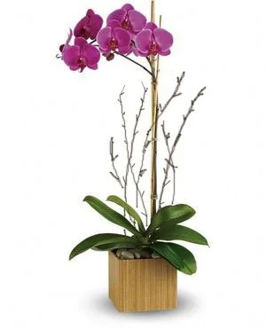 Imperial Purple Orchid.jpg