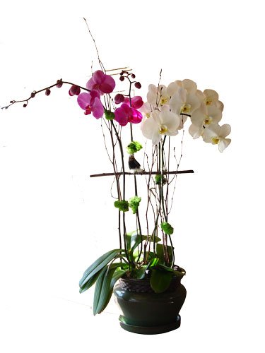 white-and-puple-orchids.jpg