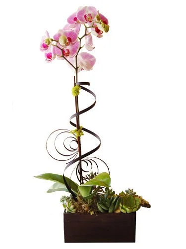 Orchid and Succulent Garden.jpg