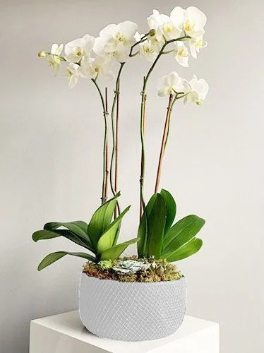 Graceful Orchid Garden.jpg