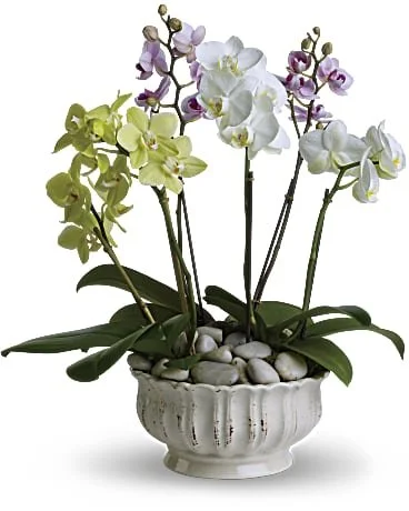 Regal Orchids.jpg