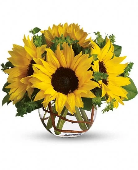 sunny+sunflowers.jpg