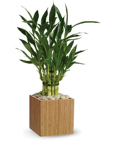 Good Luck Bamboo.jpg
