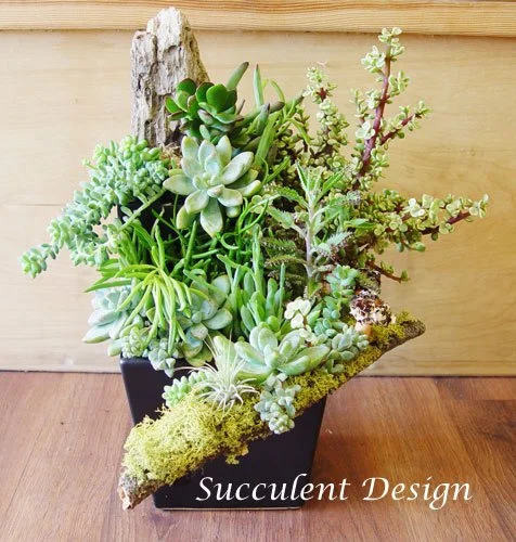 succulent-design.jpg