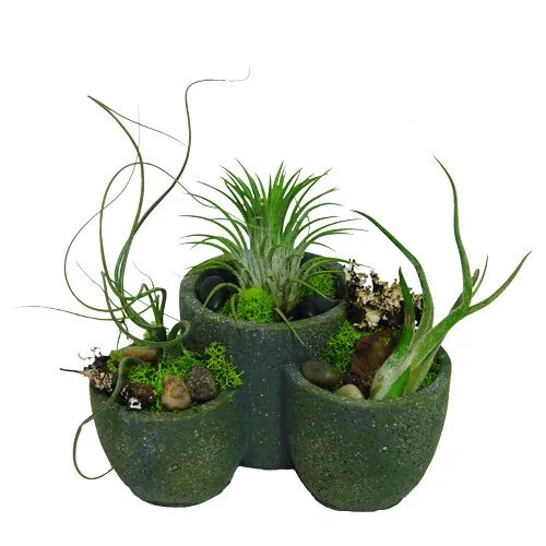 Air-Plant-Tri-Pot.jpg