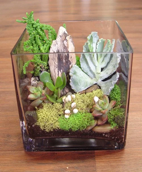 6 Inch Cube Vase Terrarium -by Apple Blossom Florist -Oakland Florist |  Same Day Hand Delivered Flowers by Apple Blossom