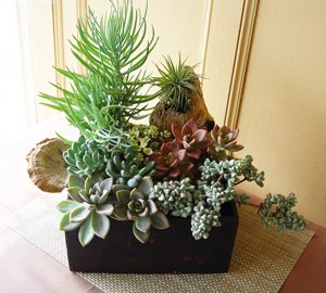 Succulents Garden -by Apple Blossom Florist -Oakland Florist | Same Day  Hand Delivered Flowers by Apple Blossom