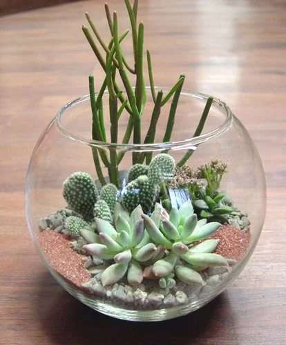 zz plant water requirements Zamia Green