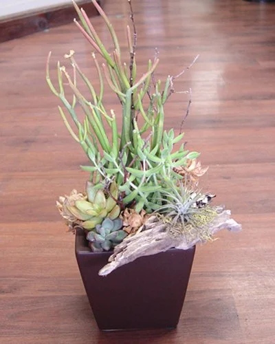 Brown Ceramic Succulents.jpg