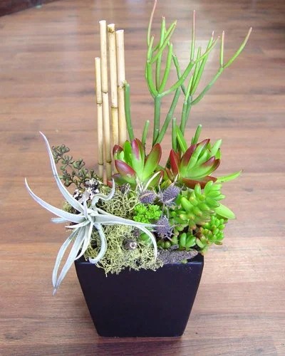 Black Ceramic Succulents.jpg