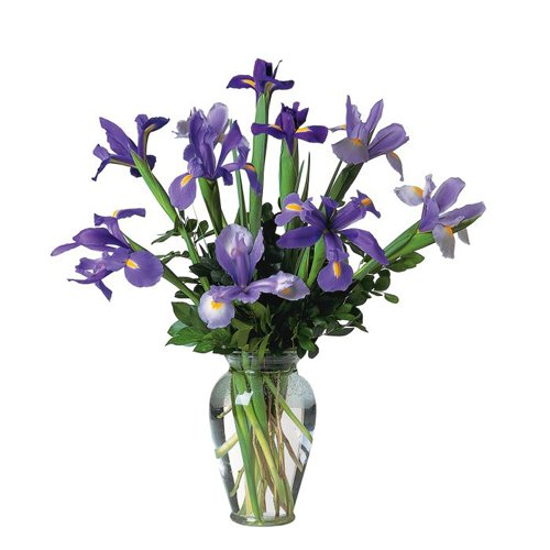 Blooming-Iris.jpg
