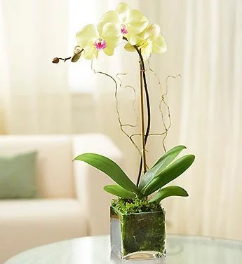 Petite Yellow Orchid