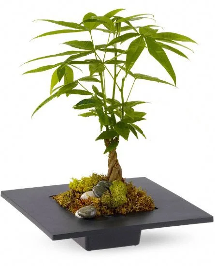 Money Tree.jpg