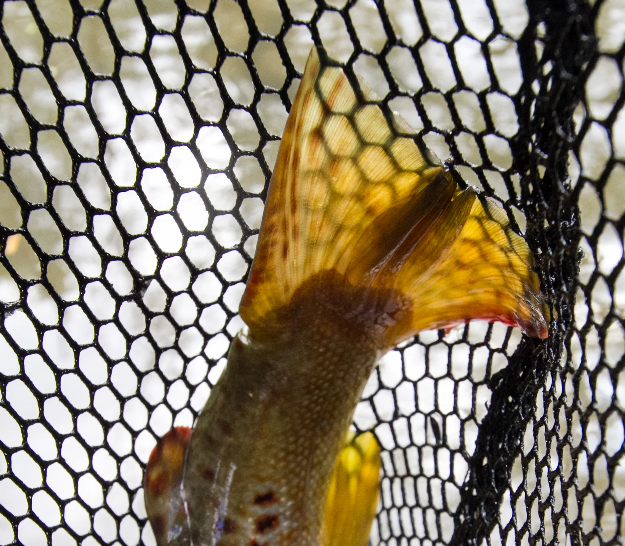 Fishing This Weekend?