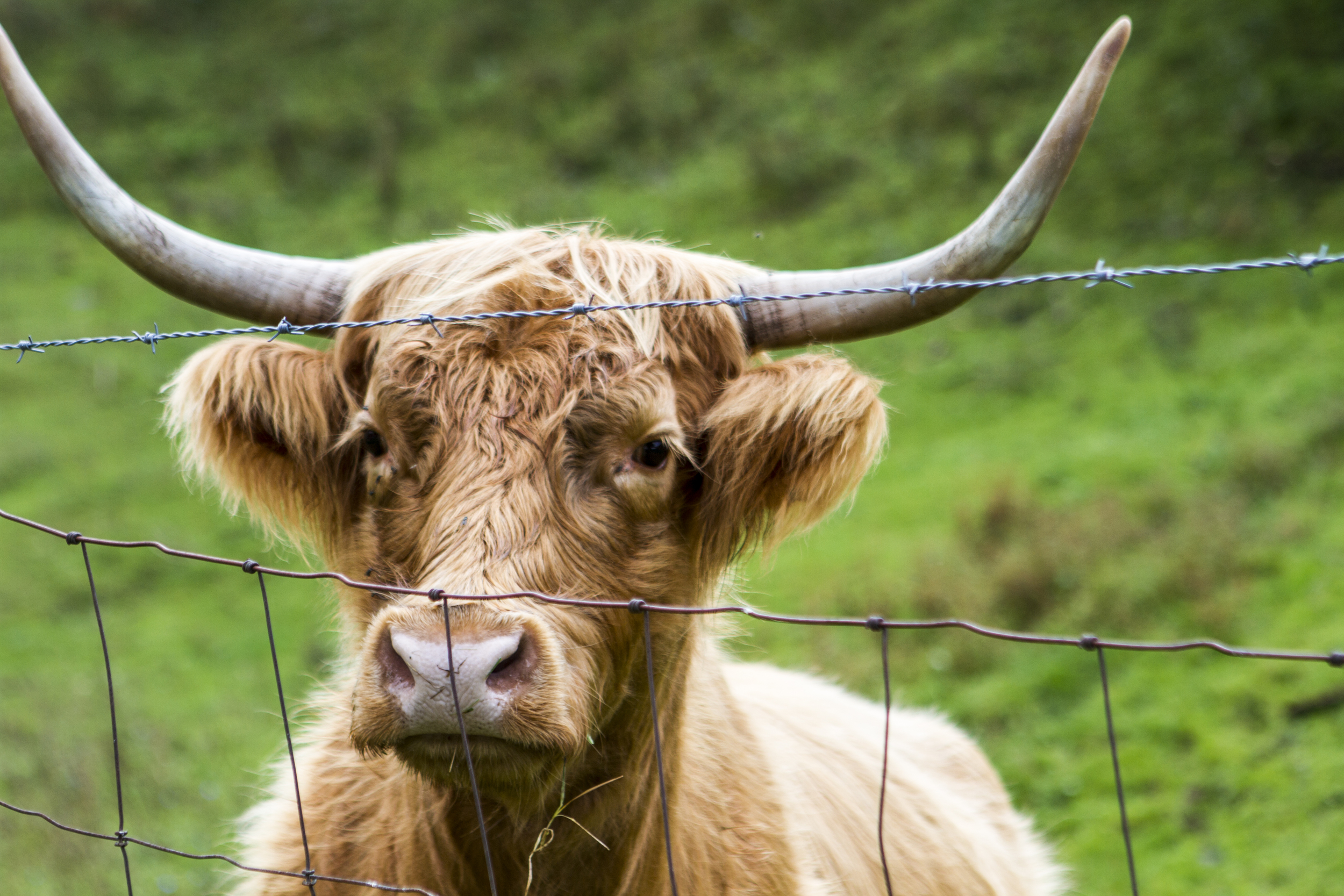 Highland Steer_pietsch tree.jpg