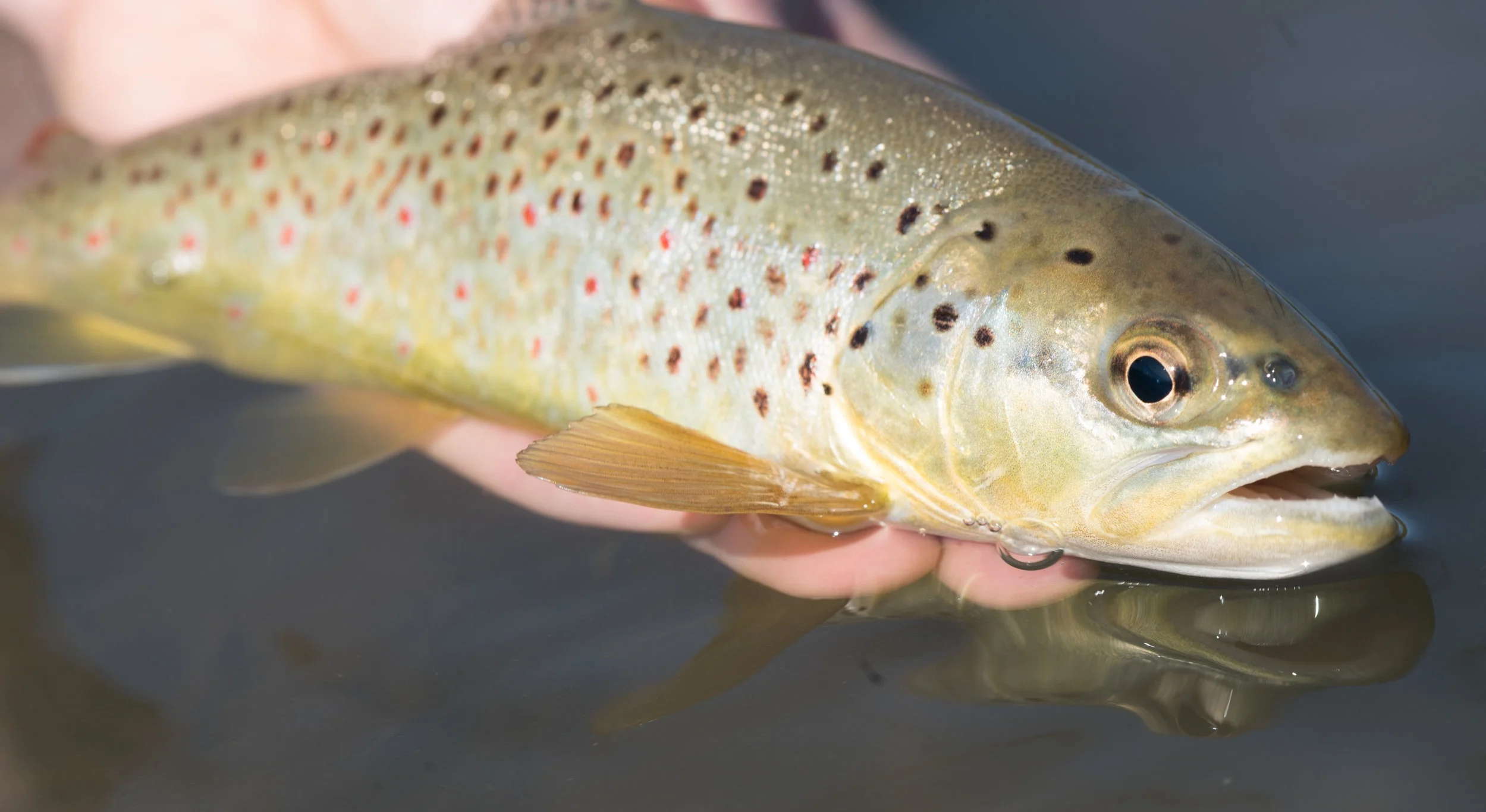 Last Trouty Dance of 2018