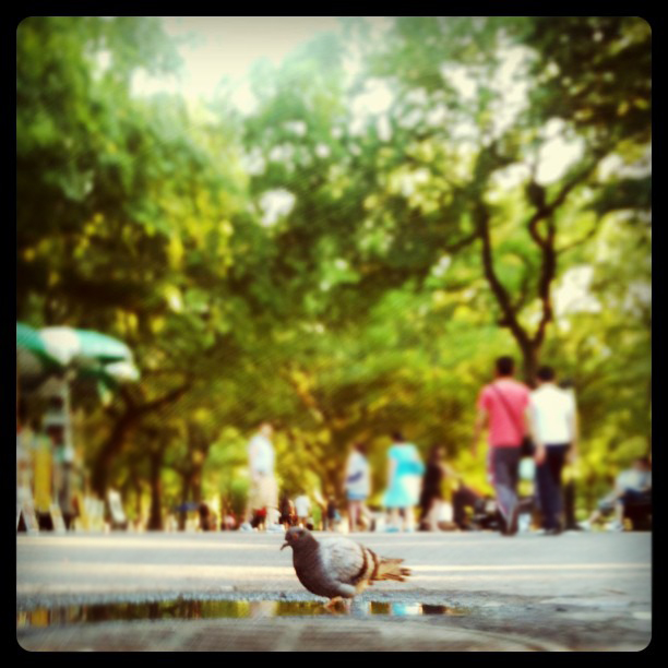 pigeon.jpg