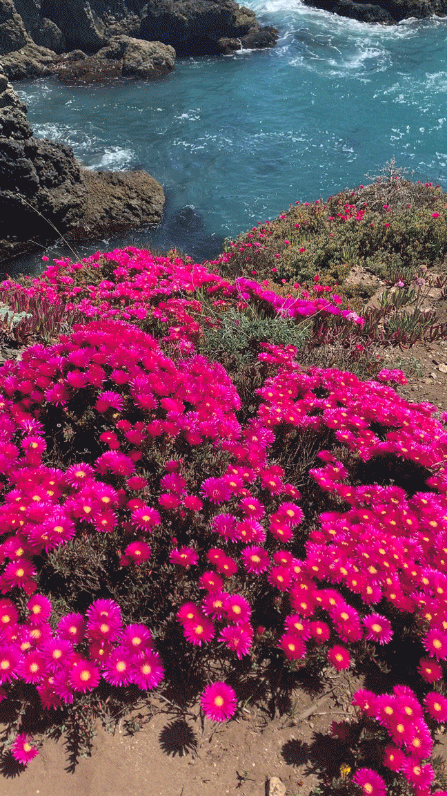 superbloom-min.gif