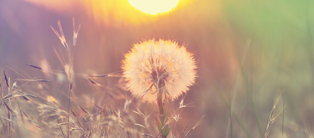dandelion_cropped.png
