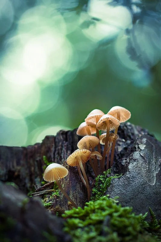 Wanderwood - coaching - ondernemer - ik en de ander.jpg