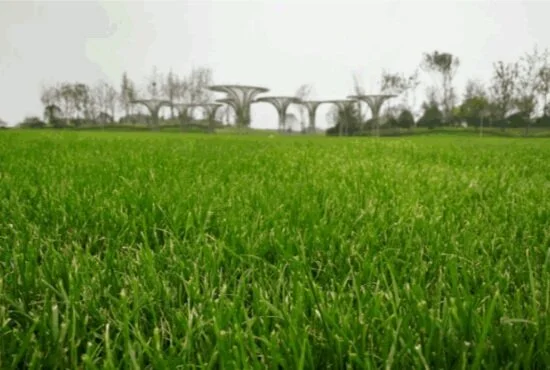 Meditation Flower Pavilion Grass View.png