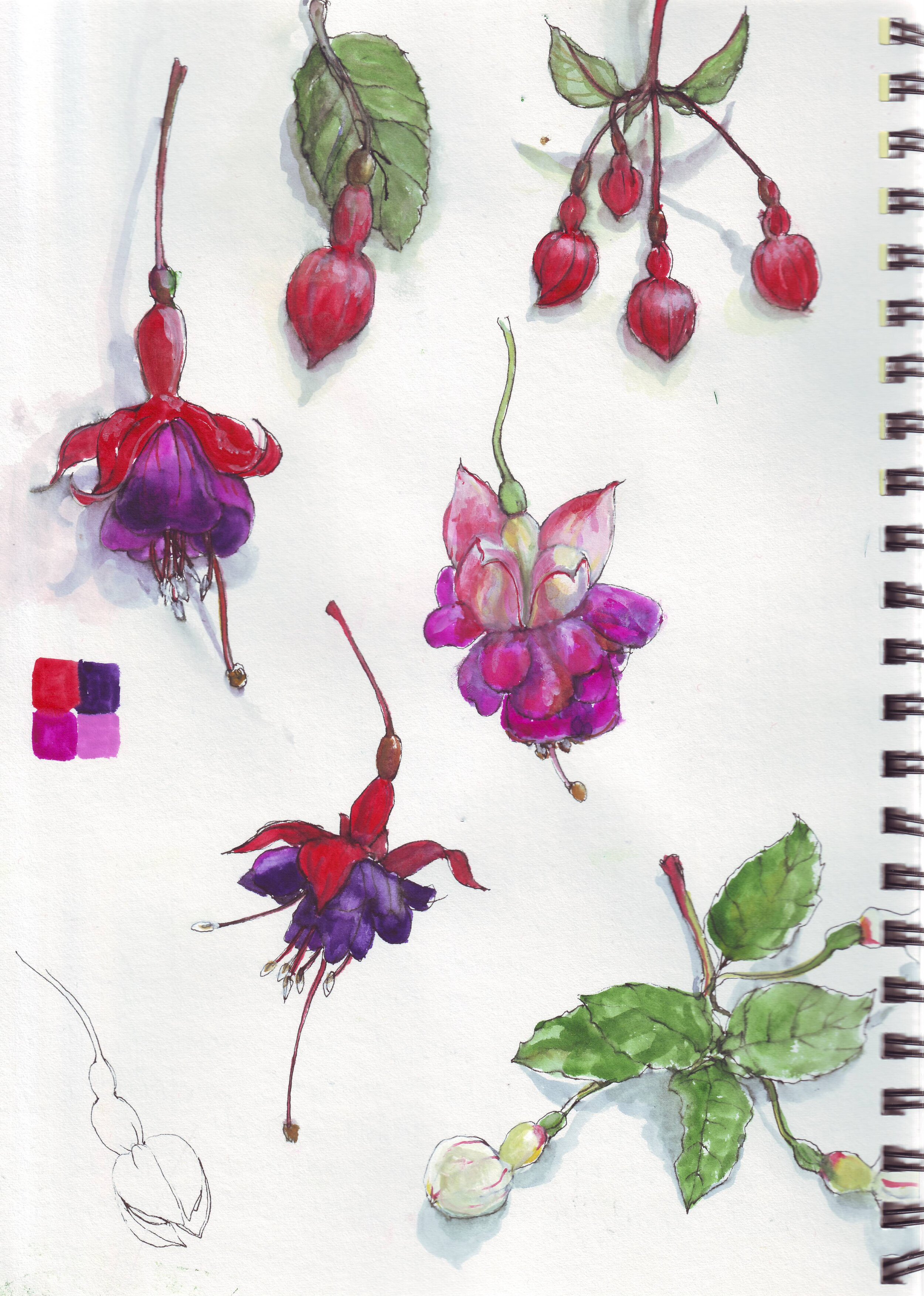 studies of fuchsias for a print