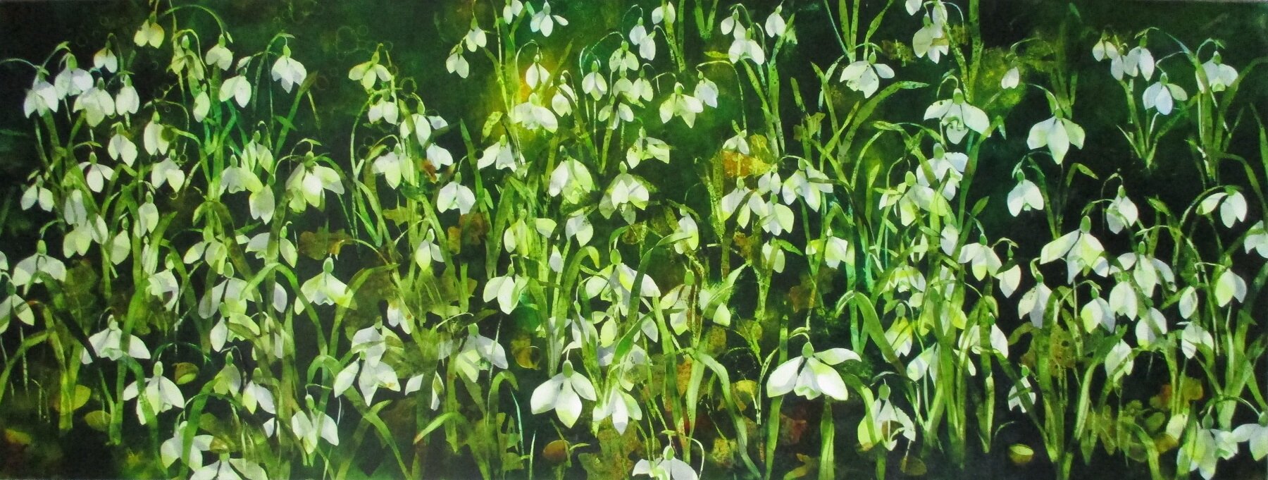 woodland snowdrops.JPG