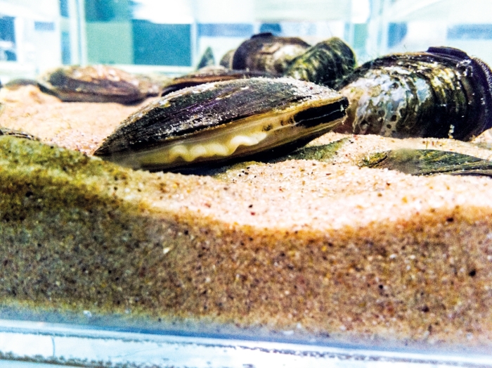WATER CLEANERS This threatened mussel species ( Anodonta californiensis ) could gobble up Escherichia coli from contaminated urban lakes.