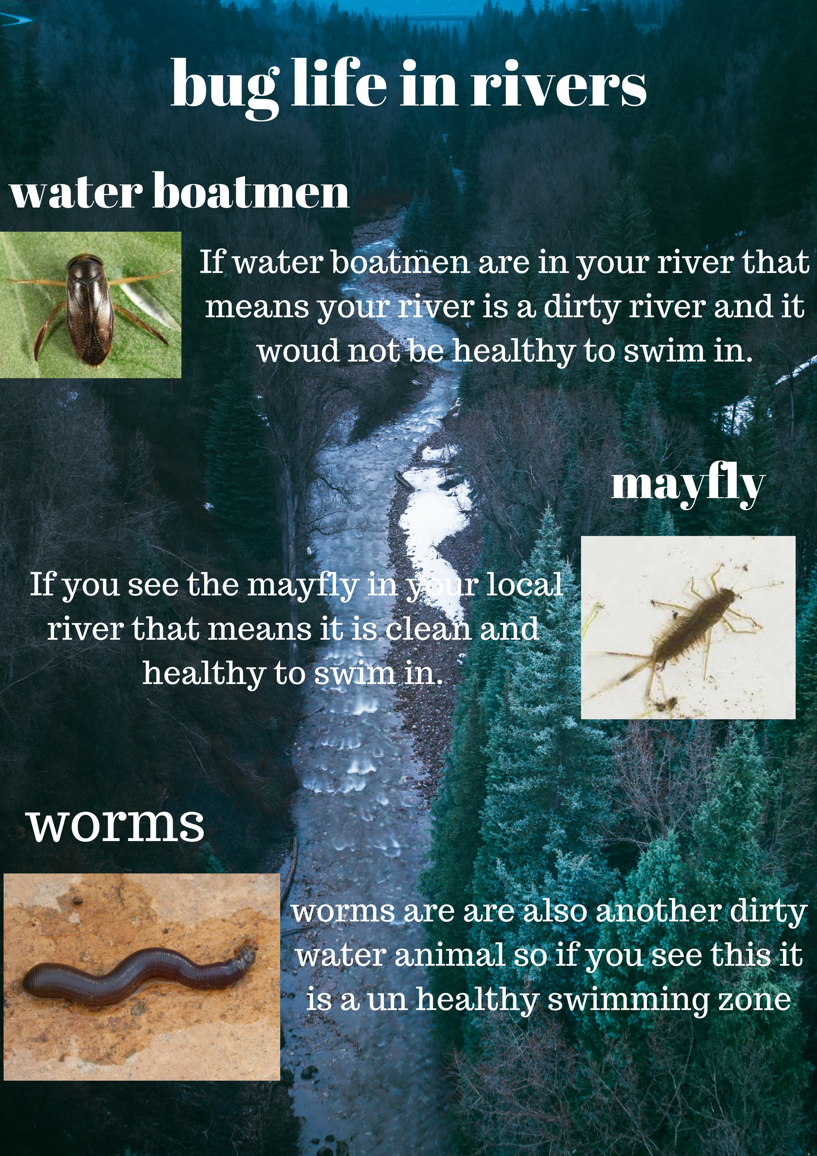 bug life in rivers.jpg