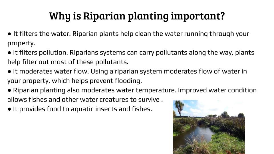 RIPARIAN PLANTING (3).jpg