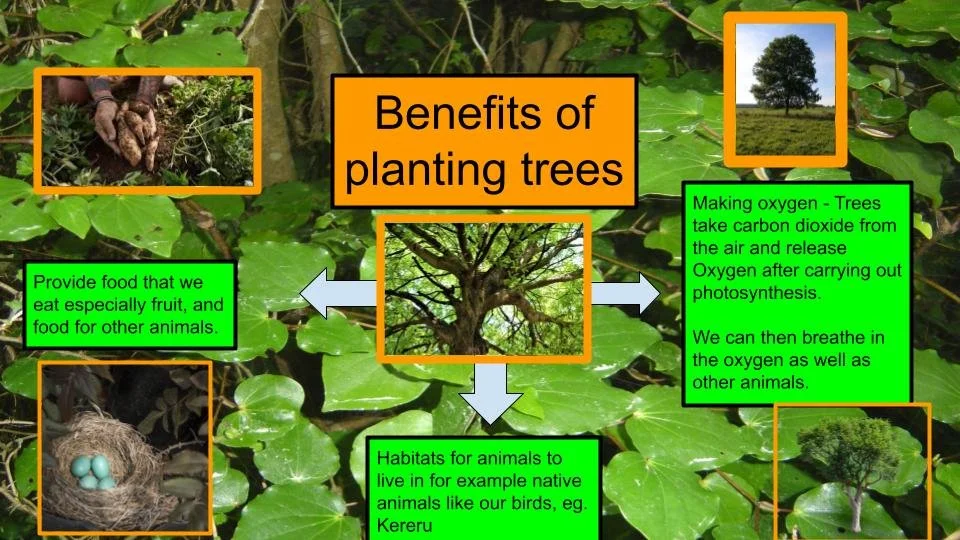 Communicating drones and tree planting Waitara — Partnership Through ...