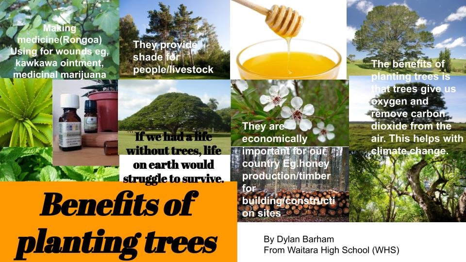 Copy of Tree poster (6).jpg