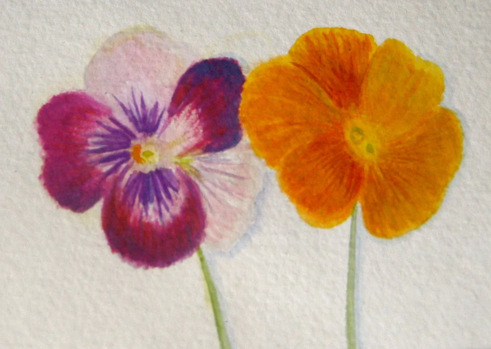 Purple and tumeric pansies