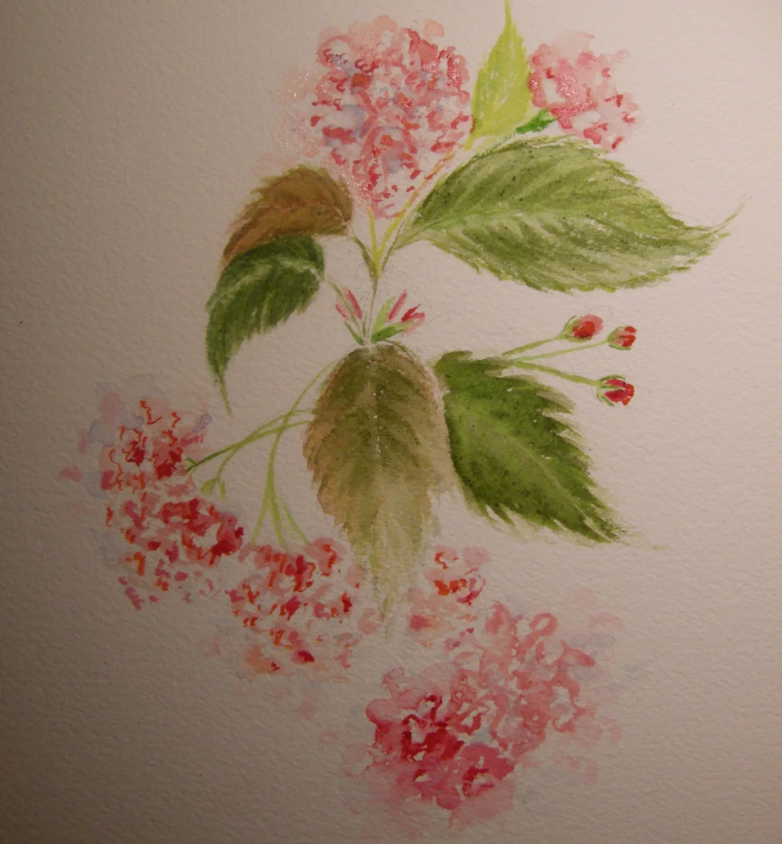Cherry blossom branch
