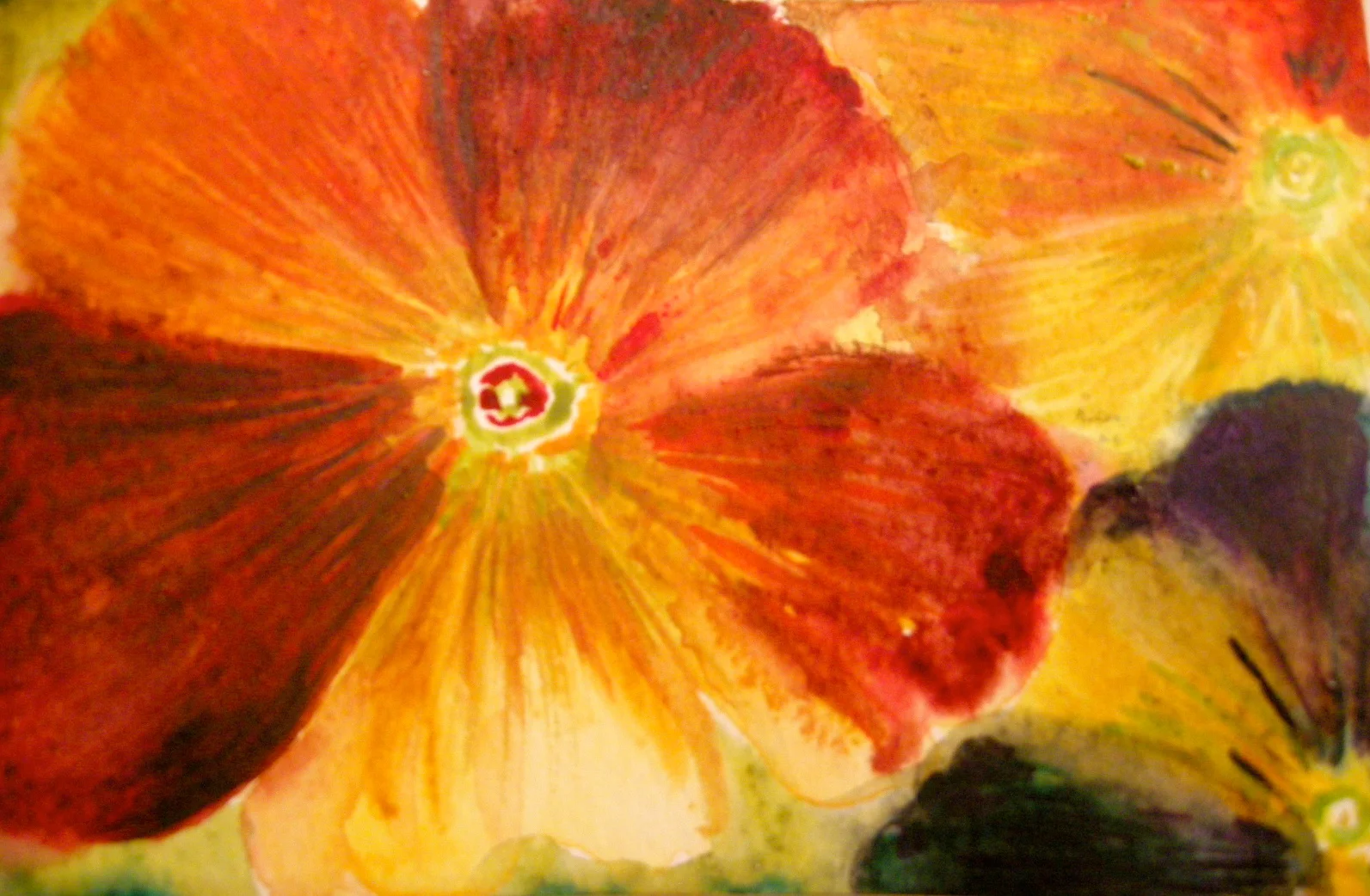 Autumnal pansies