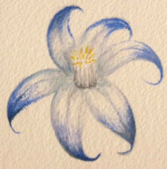 Blue lily