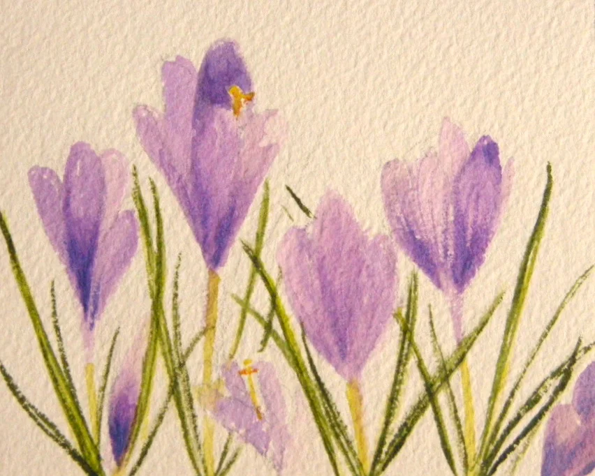 Crocus with 7