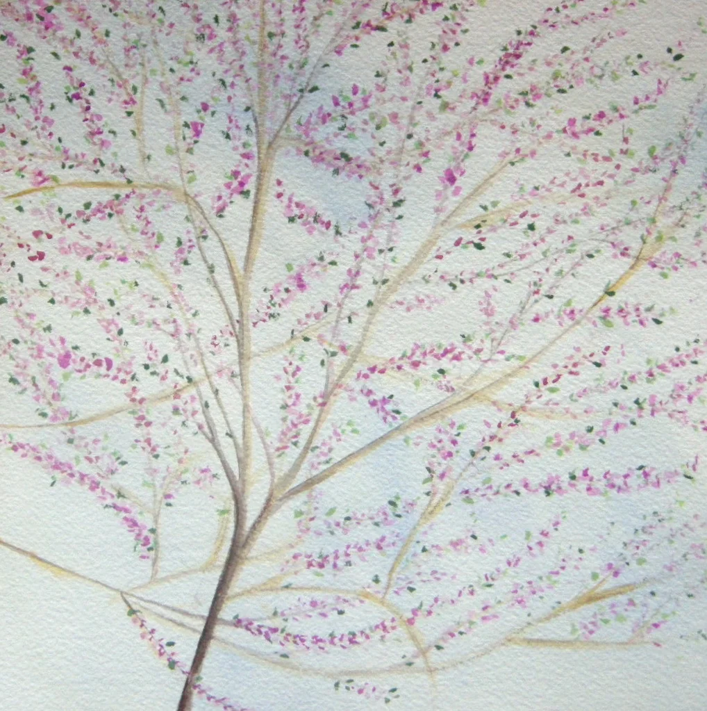 Pink Blossoms