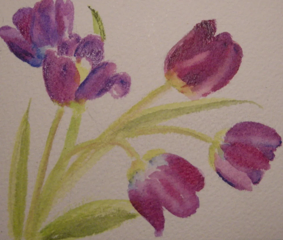 Purple tulips