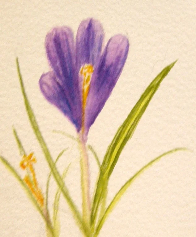 Crocus