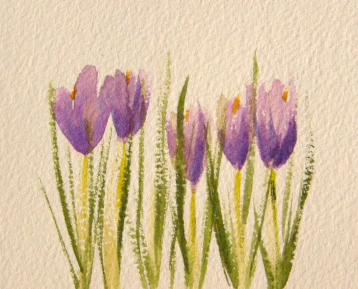 Crocus with 5