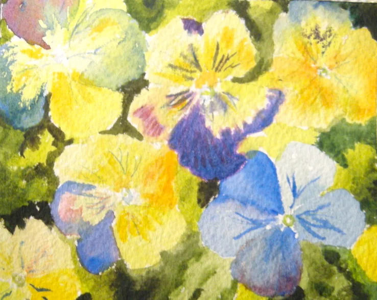 Blue and yellow pansies