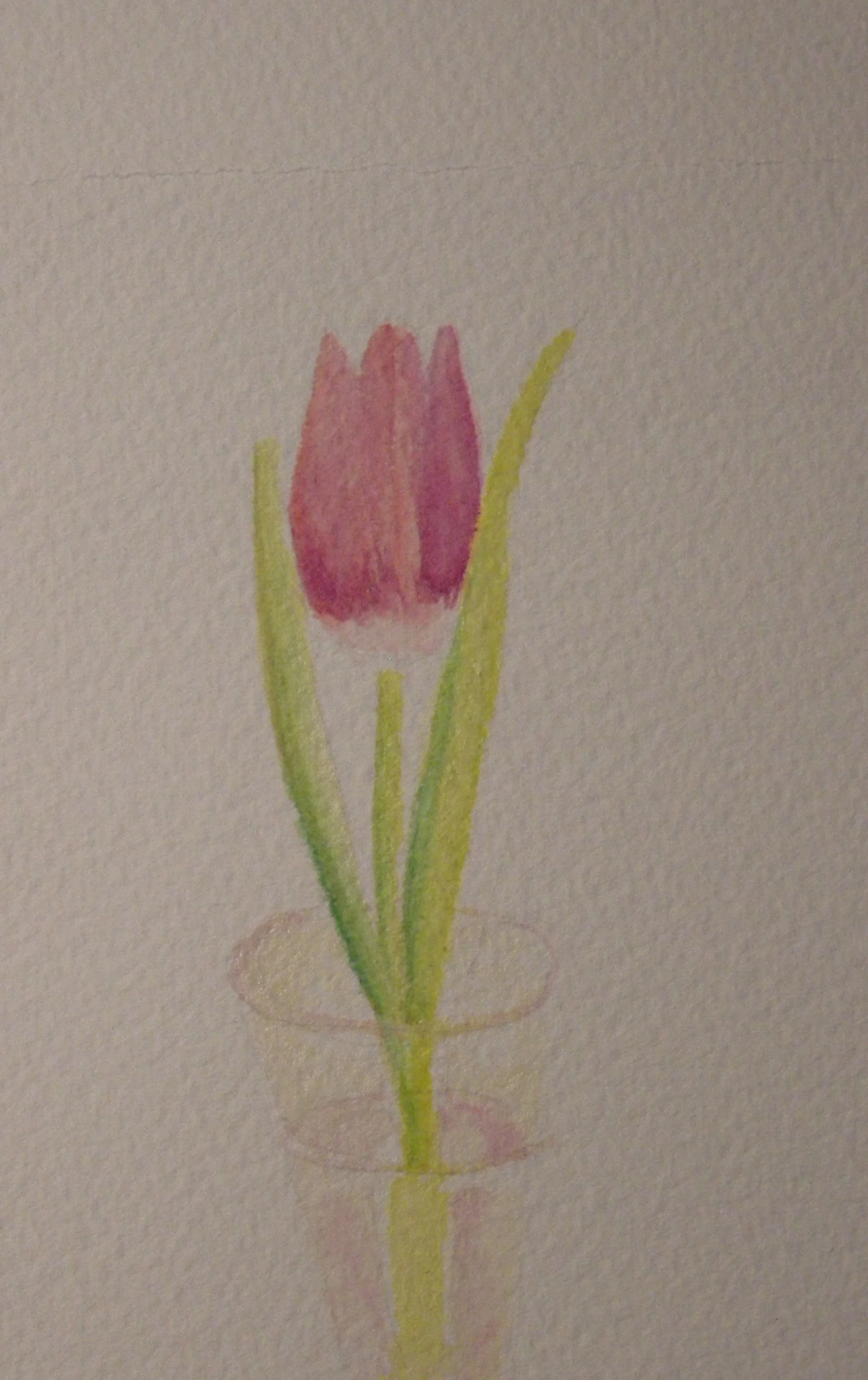 Pink tulip