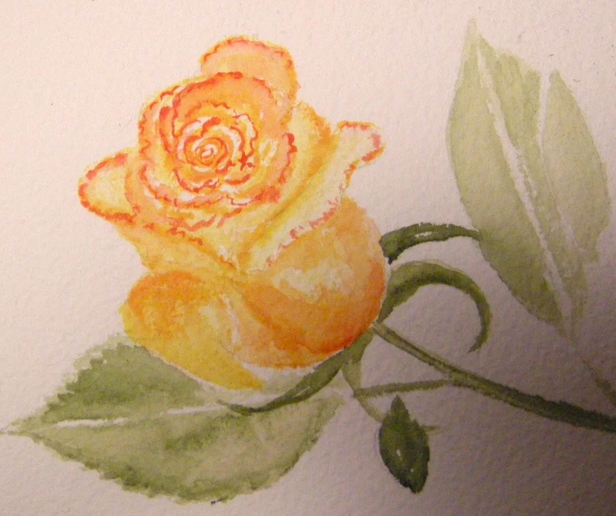 Yellow rose